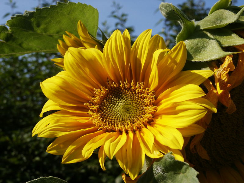 Sonnenblume