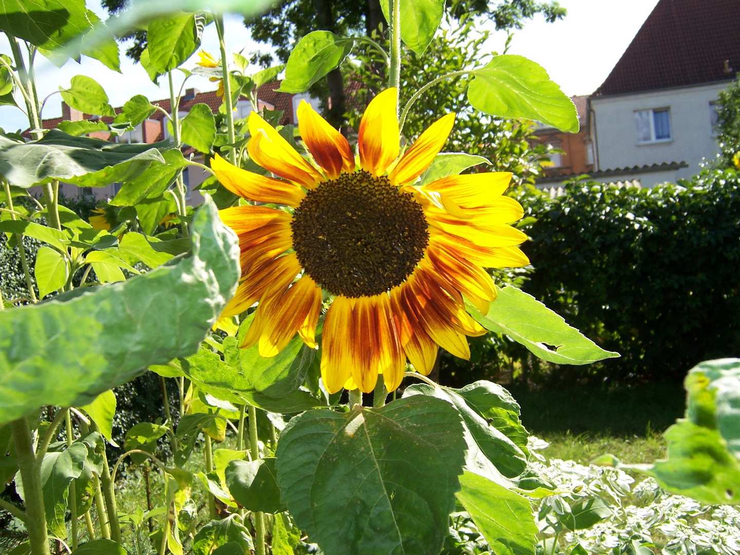 Sonnenblume