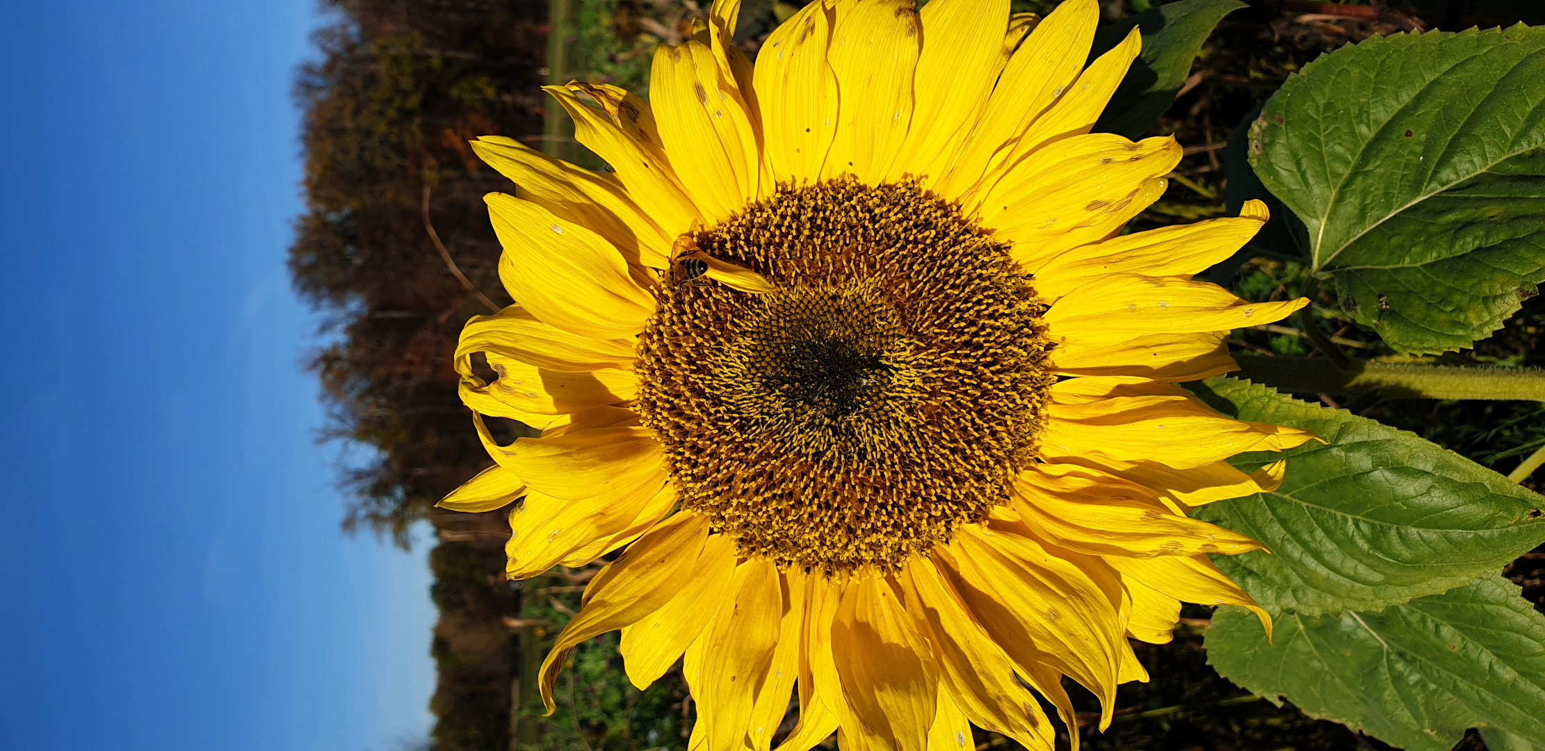 Sonnenblume 