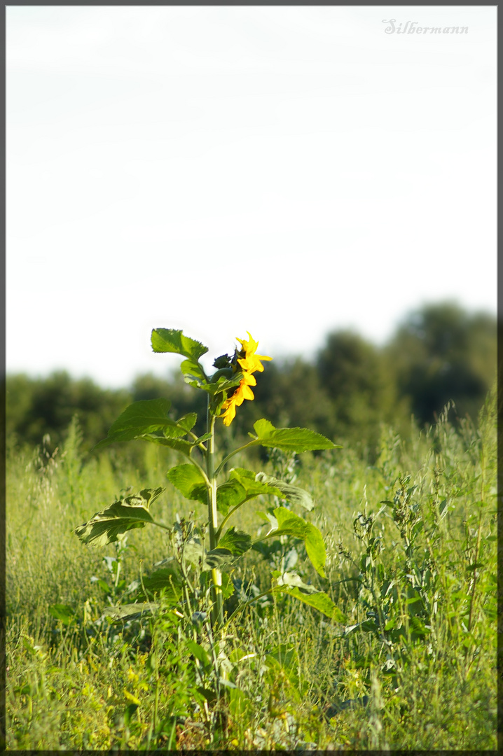 Sonnenblume