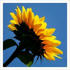 Sonnenblume