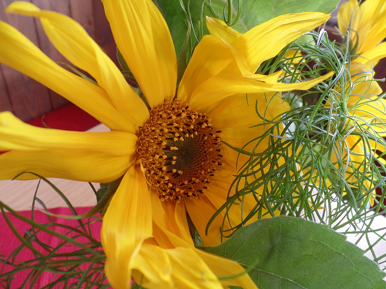 Sonnenblume!