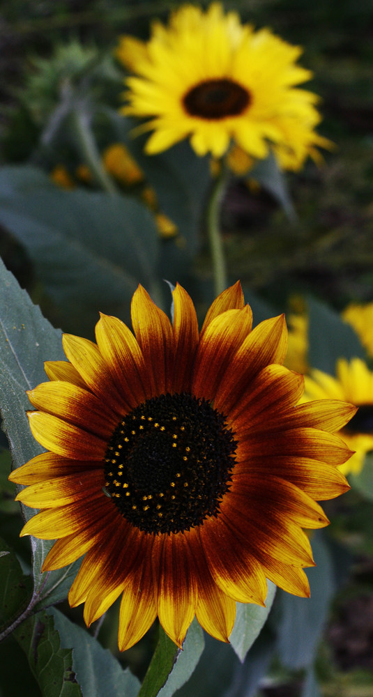 Sonnenblume