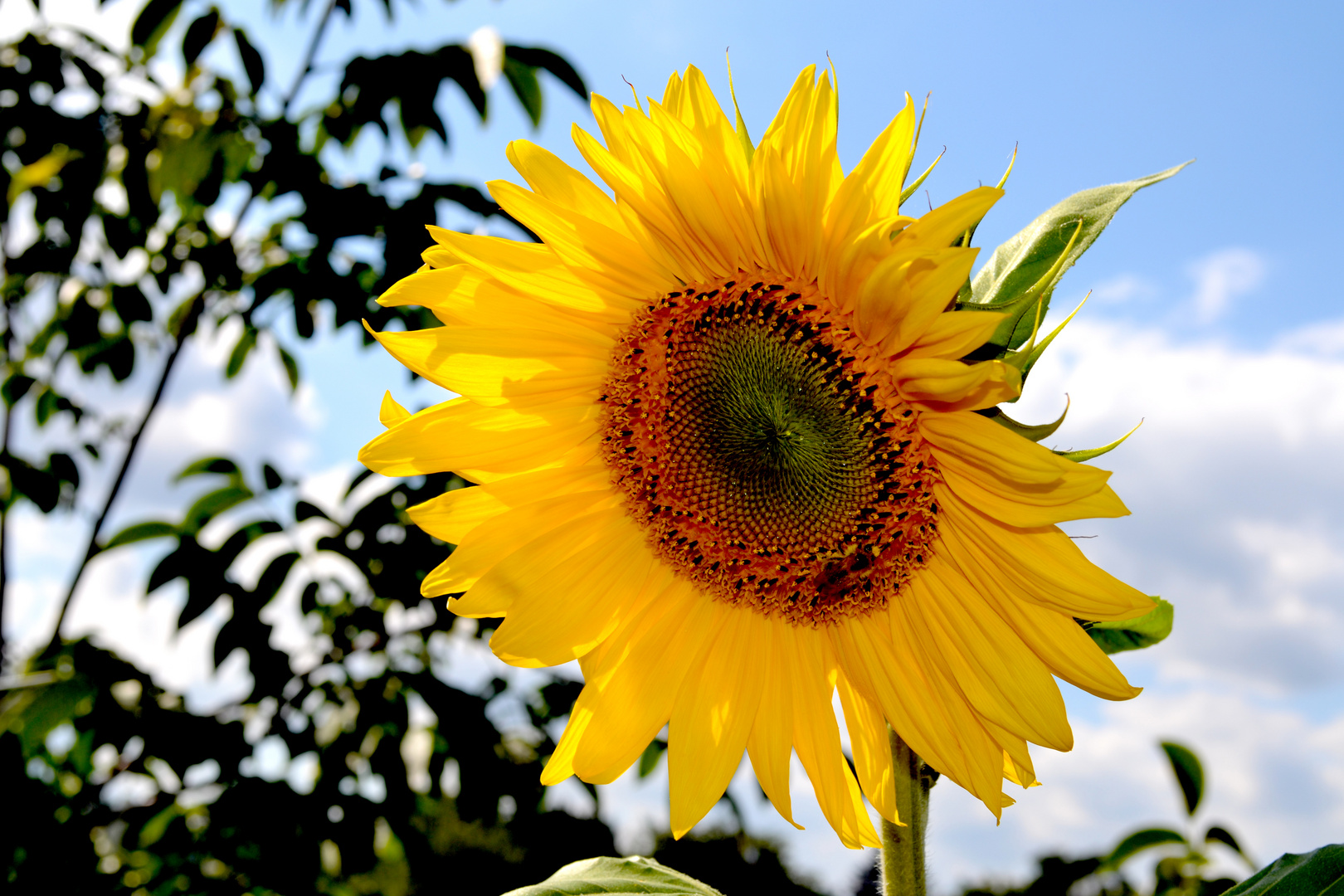 Sonnenblume