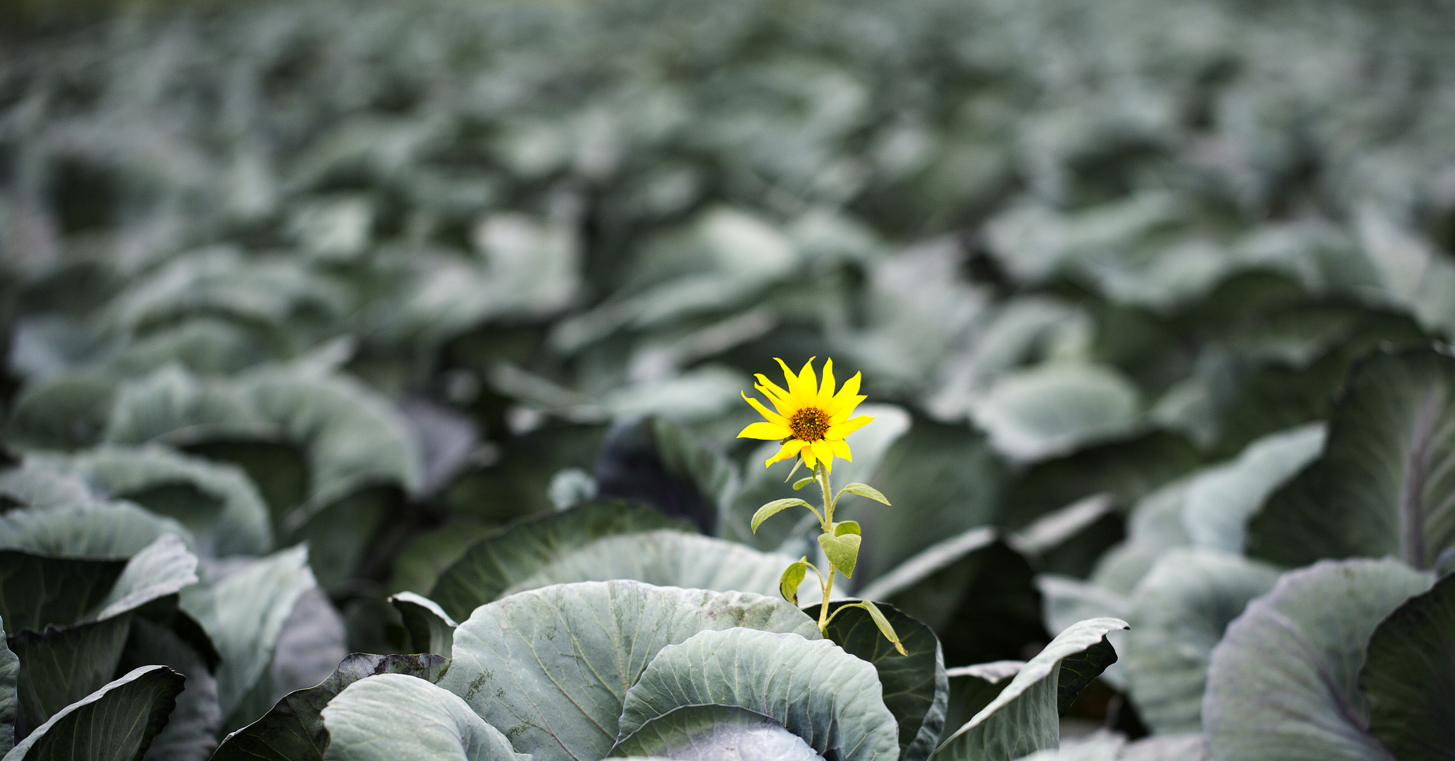 Sonnenblume