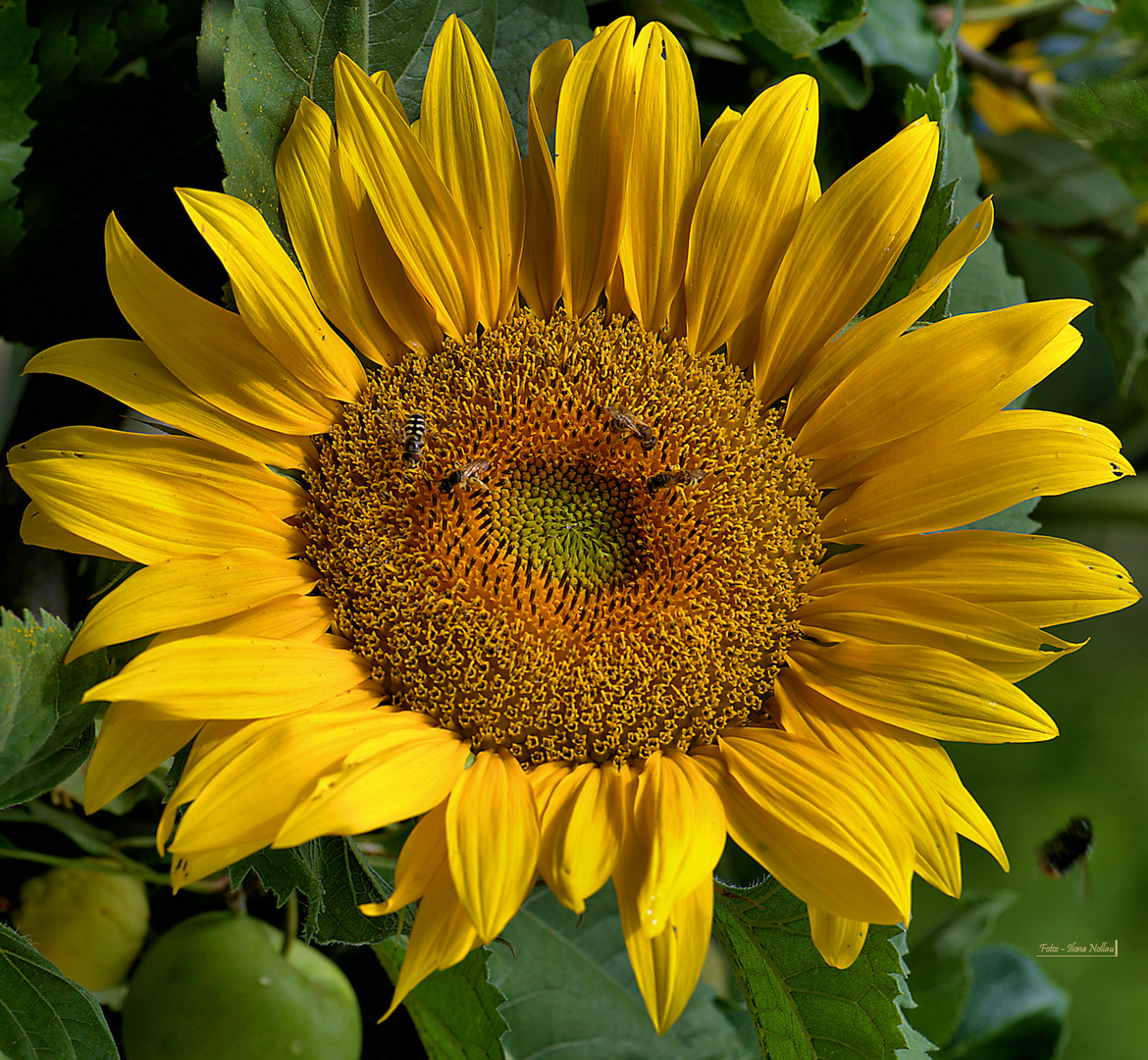 Sonnenblume