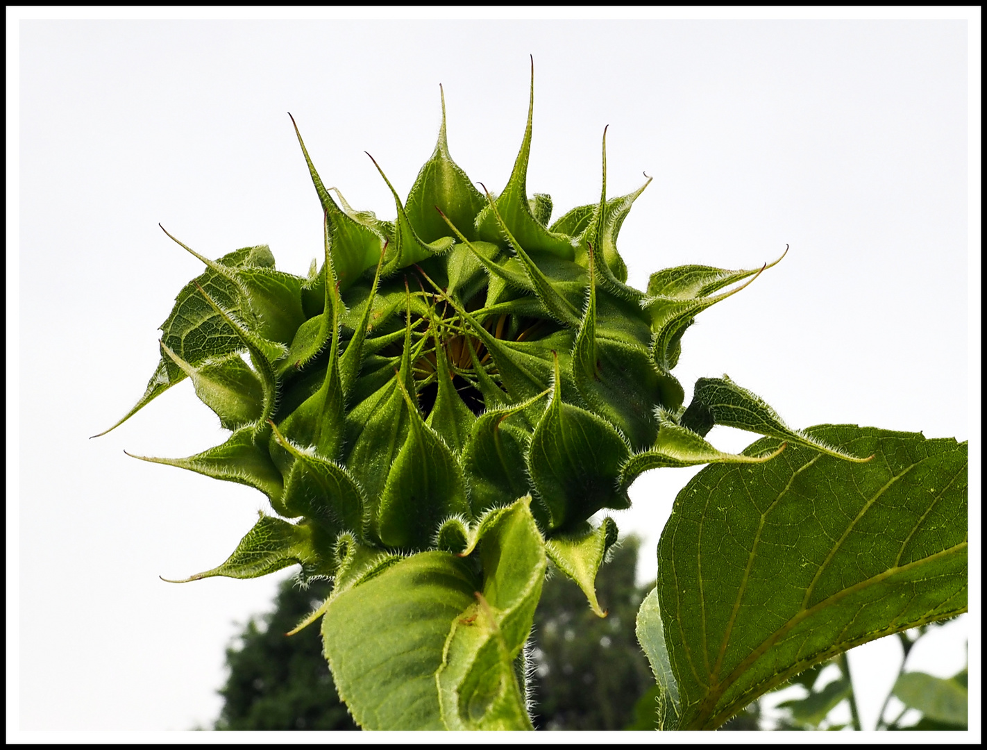 Sonnenblume