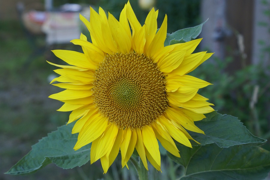 Sonnenblume