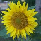 Sonnenblume