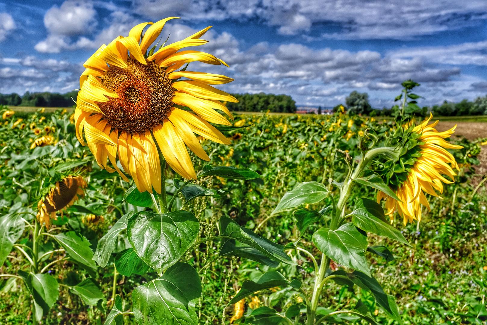 Sonnenblume