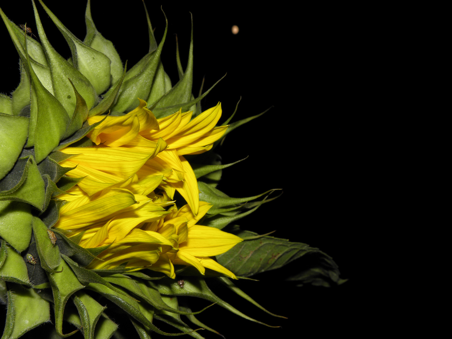 Sonnenblume der Nacht