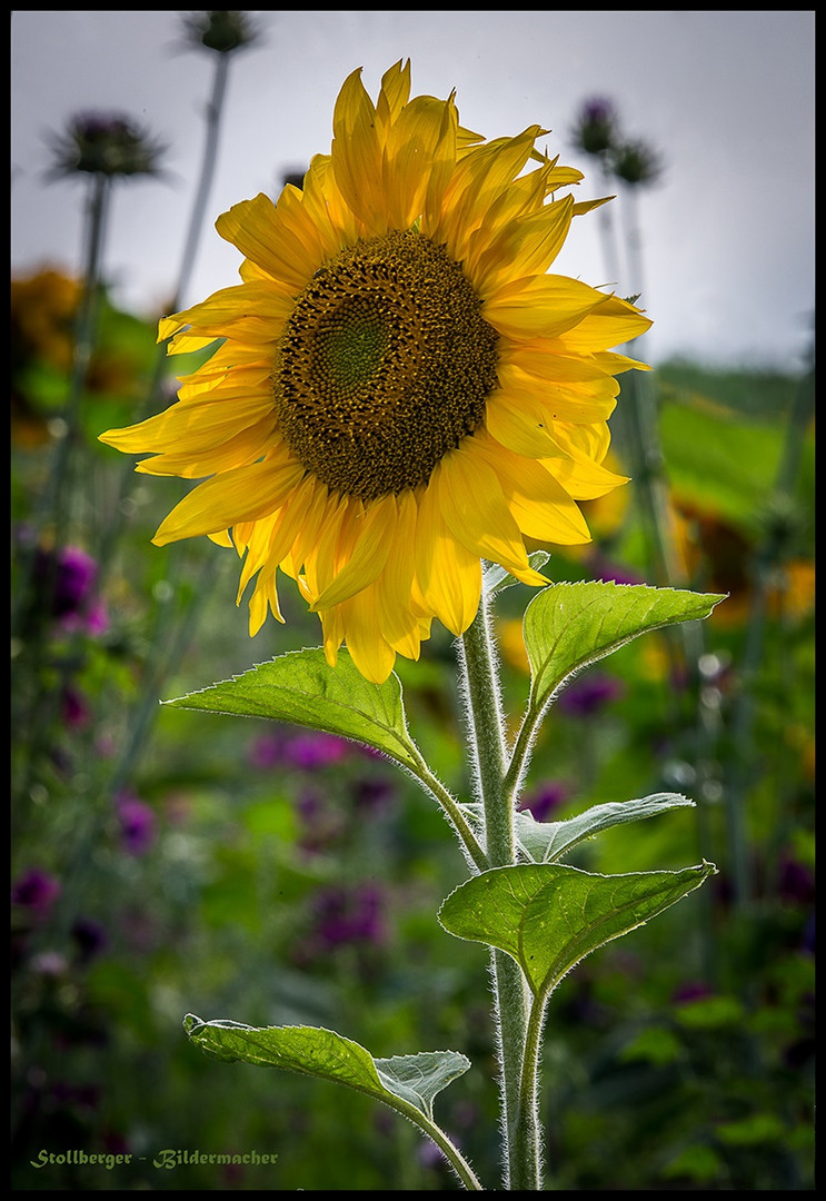 Sonnenblume des Jahres 