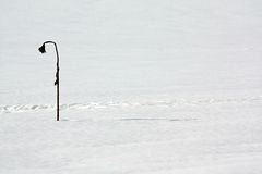 Sonnenblume des vorjärhigen Sommers, verblüht und von Schnee umgeben