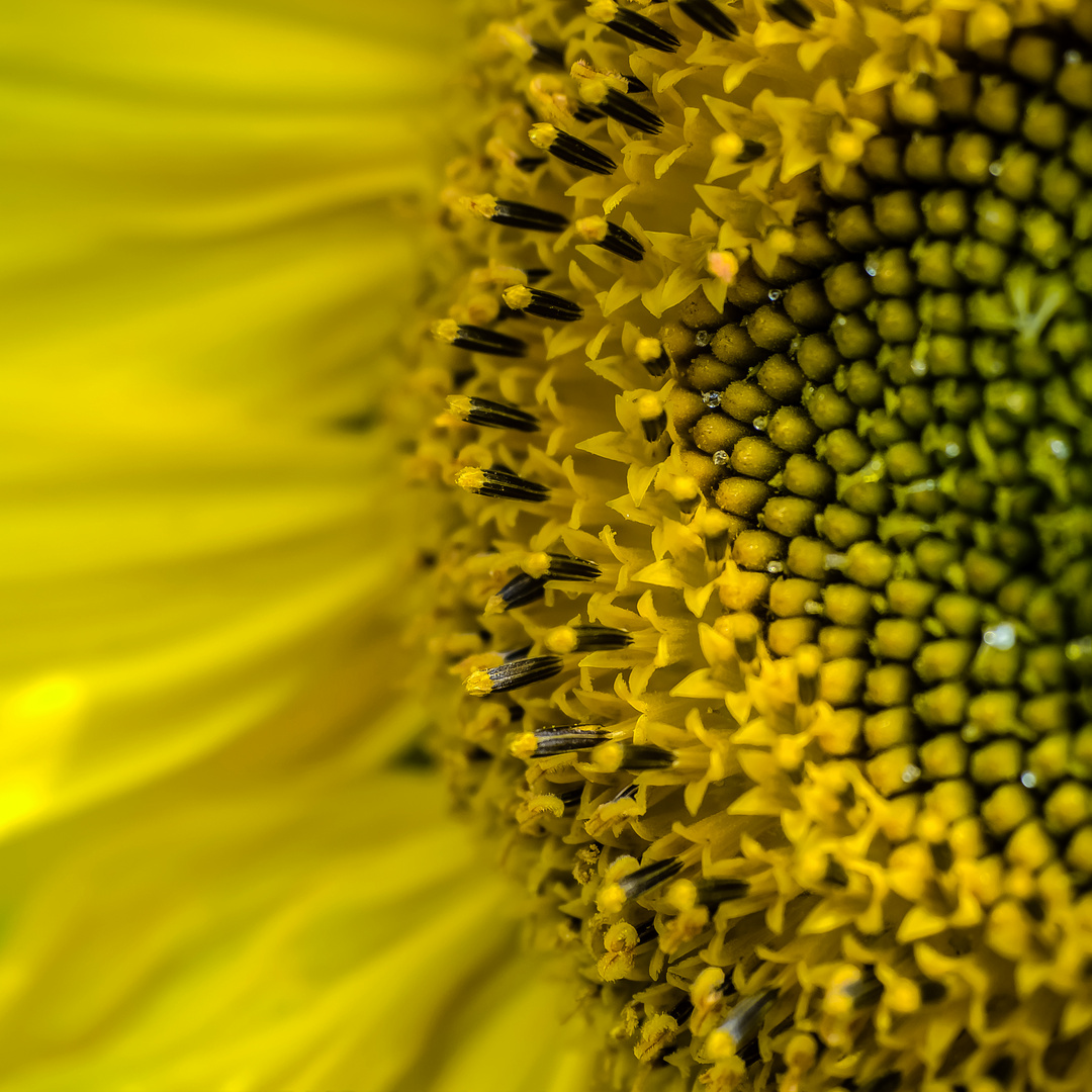 Sonnenblume, Detail
