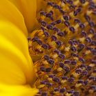 Sonnenblume Detail