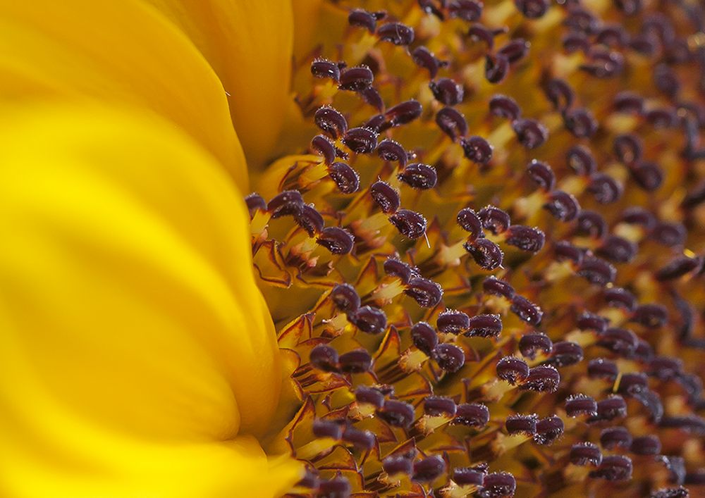 Sonnenblume Detail