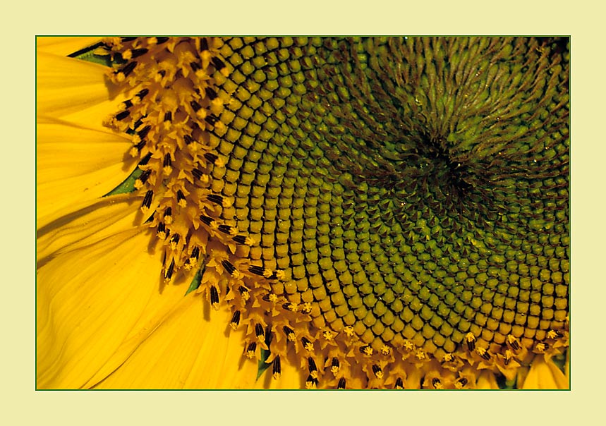 Sonnenblume - Detail