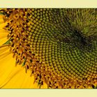 Sonnenblume - Detail