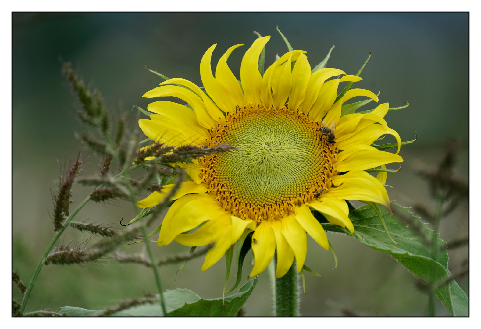 Sonnenblume 