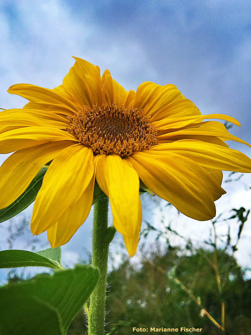 Sonnenblume