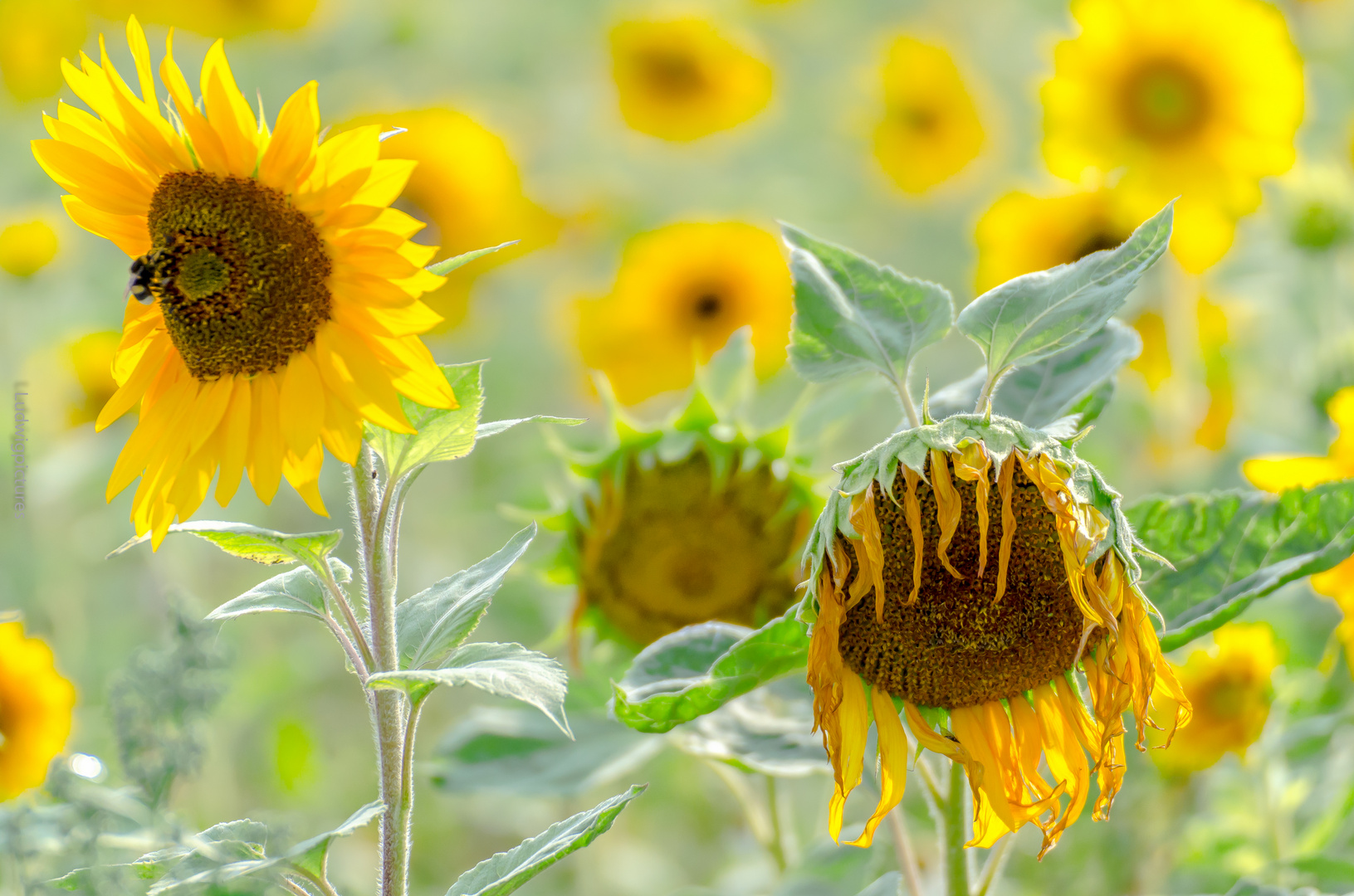 Sonnenblume die Blume des Sommers schlechthin...