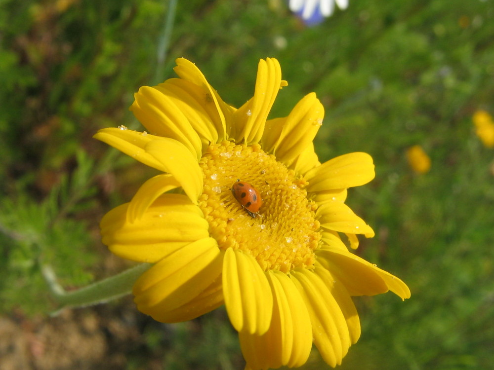 Sonnenblume: Die Blume zum Sonnen ...