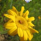 Sonnenblume: Die Blume zum Sonnen ...