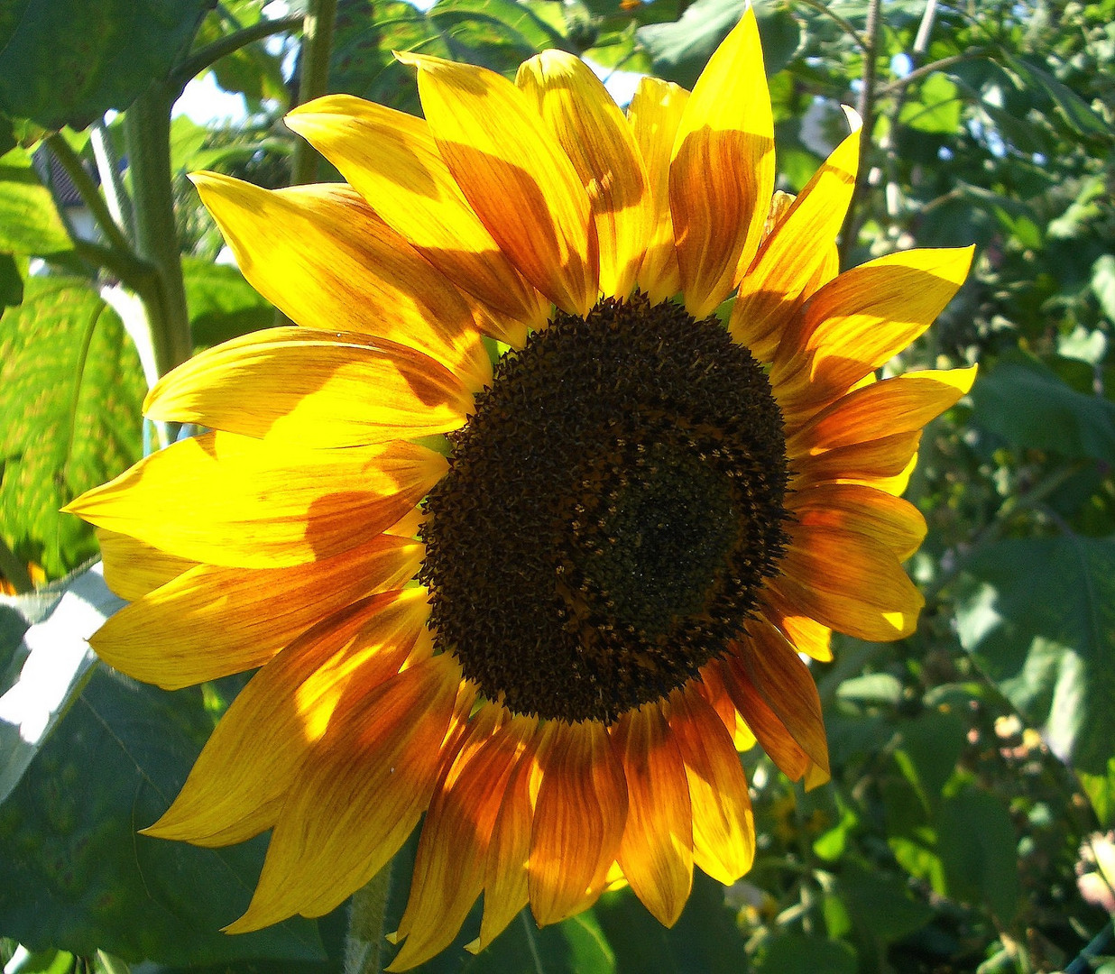 Sonnenblume die der Sonne den Rücken zukehrt