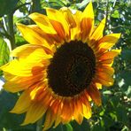 Sonnenblume die der Sonne den Rücken zukehrt