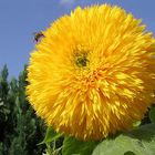 Sonnenblume die Erste