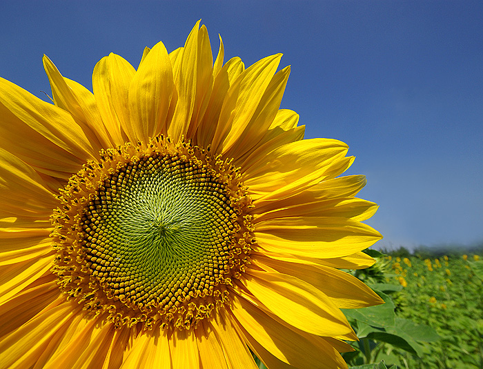 Sonnenblume Die Farbe Gelb 2