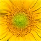 Sonnenblume - Die Natur als Künstlerin