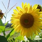 Sonnenblume die sich von der Sonne verwöhnen läßt.