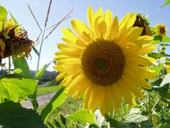 Sonnenblume die sich von der Sonne verwöhnen läßt.