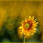 Sonnenblume durchs Trioplan
