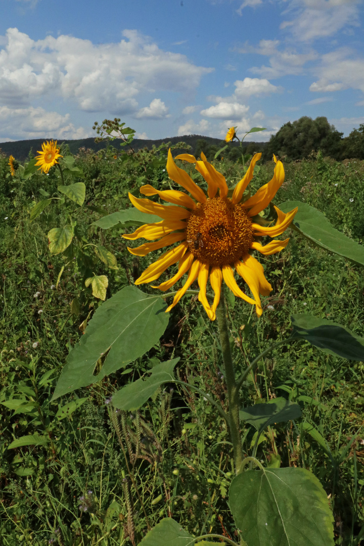 Sonnenblume