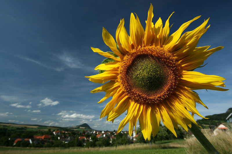 Sonnenblume