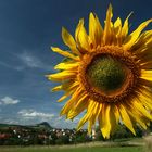 Sonnenblume