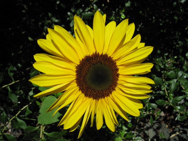 Sonnenblume