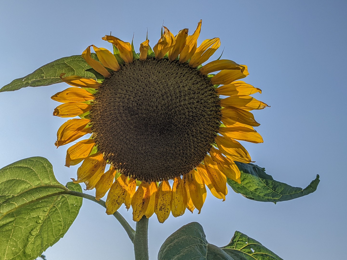 Sonnenblume...