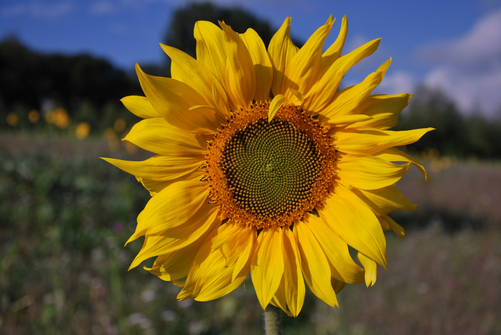 Sonnenblume