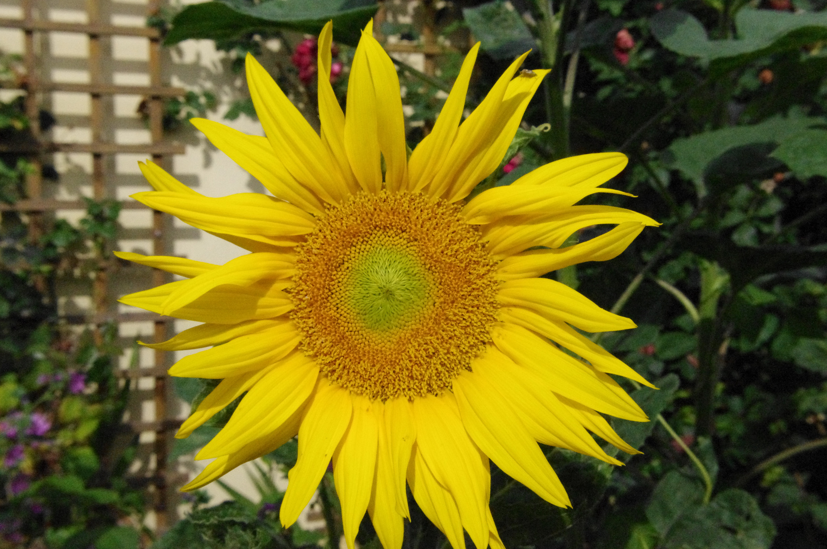 Sonnenblume Foto & Bild | pflanzen, pilze & flechten, blüten ...