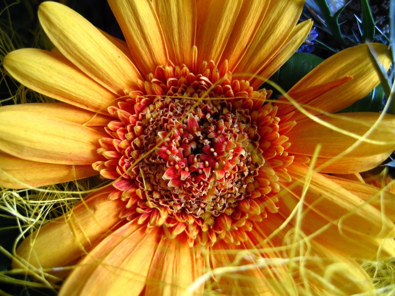 Sonnenblume