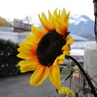 Sonnenblume