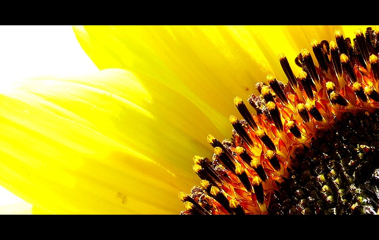 Sonnenblume