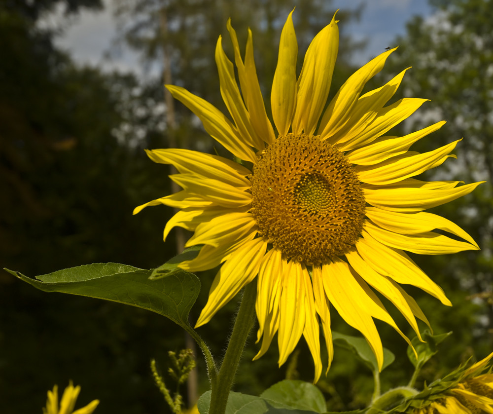 Sonnenblume