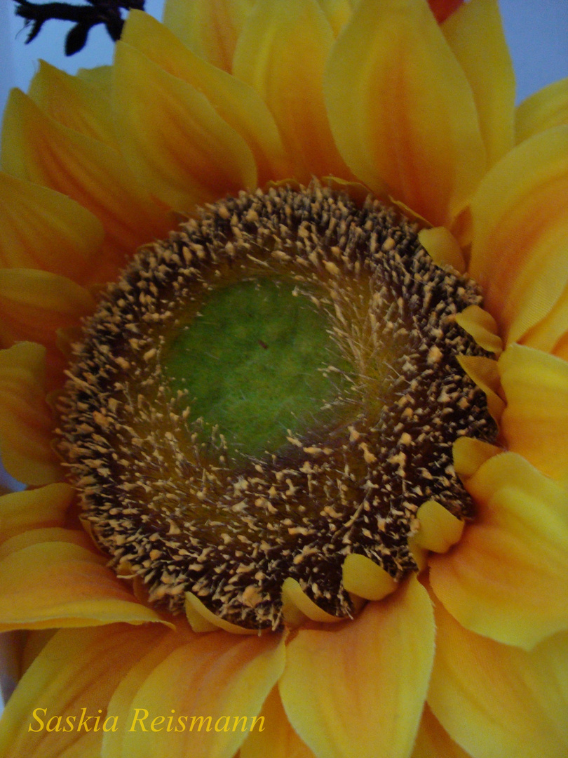 Sonnenblume