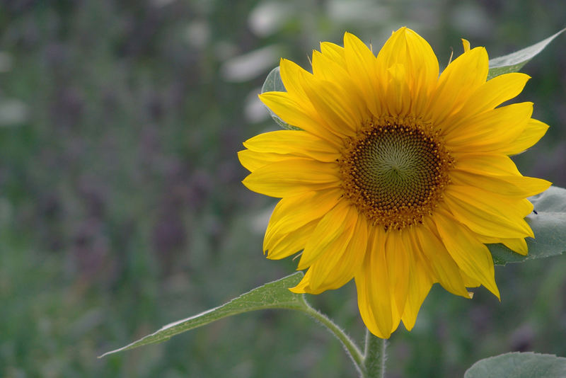 SONNENBLUME