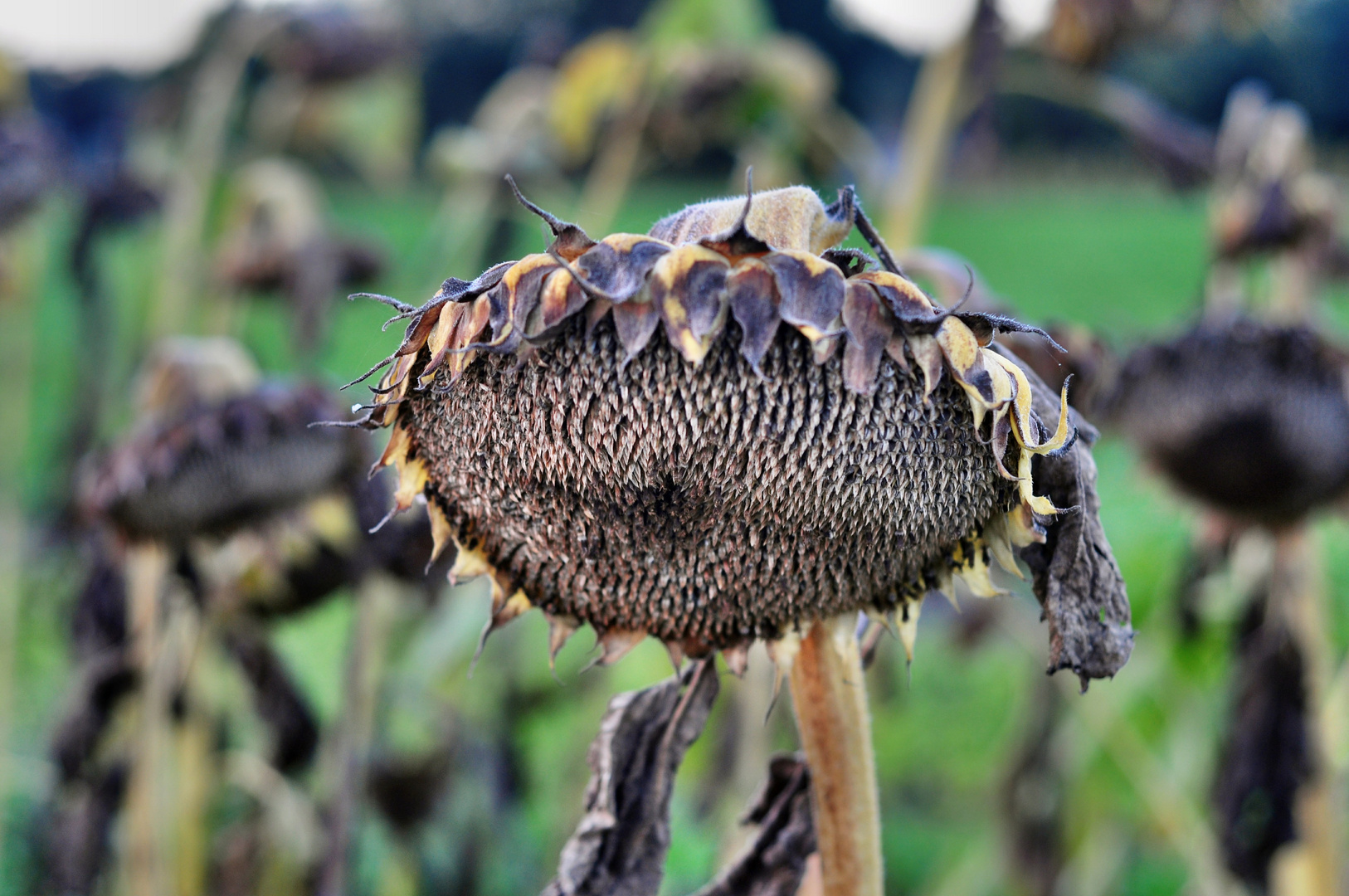 Sonnenblume