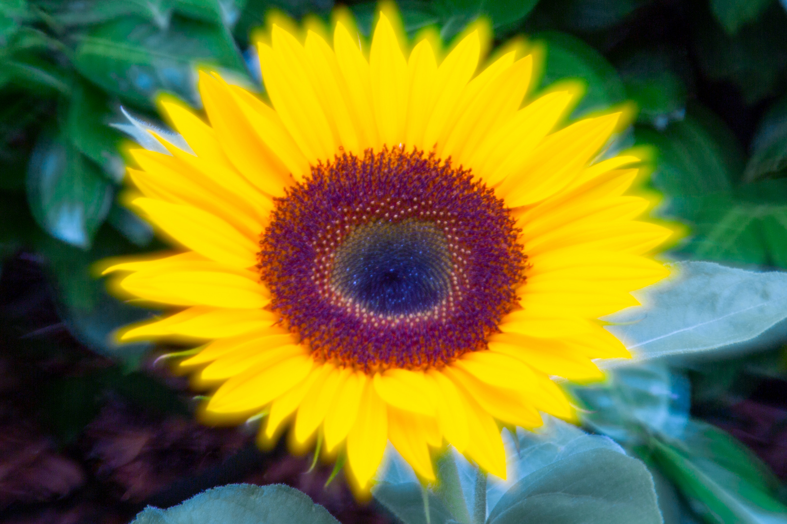 Sonnenblume